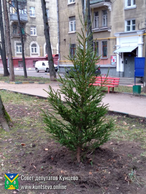Провели посадки деревьев и кустарников в районе. 6 Провели посадки деревьев и кустарников в районе. 6
