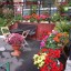 В Кунцево впервые прошёл конкурс палисадников "Цветы Кунцево"