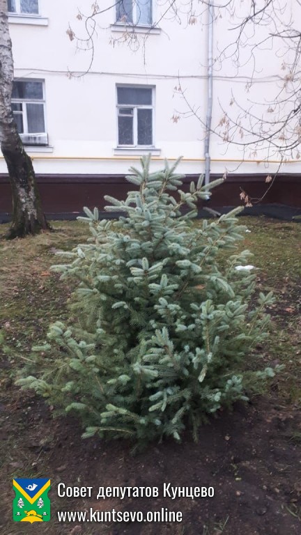 Провели посадки деревьев и кустарников в районе. 9 Провели посадки деревьев и кустарников в районе. 9